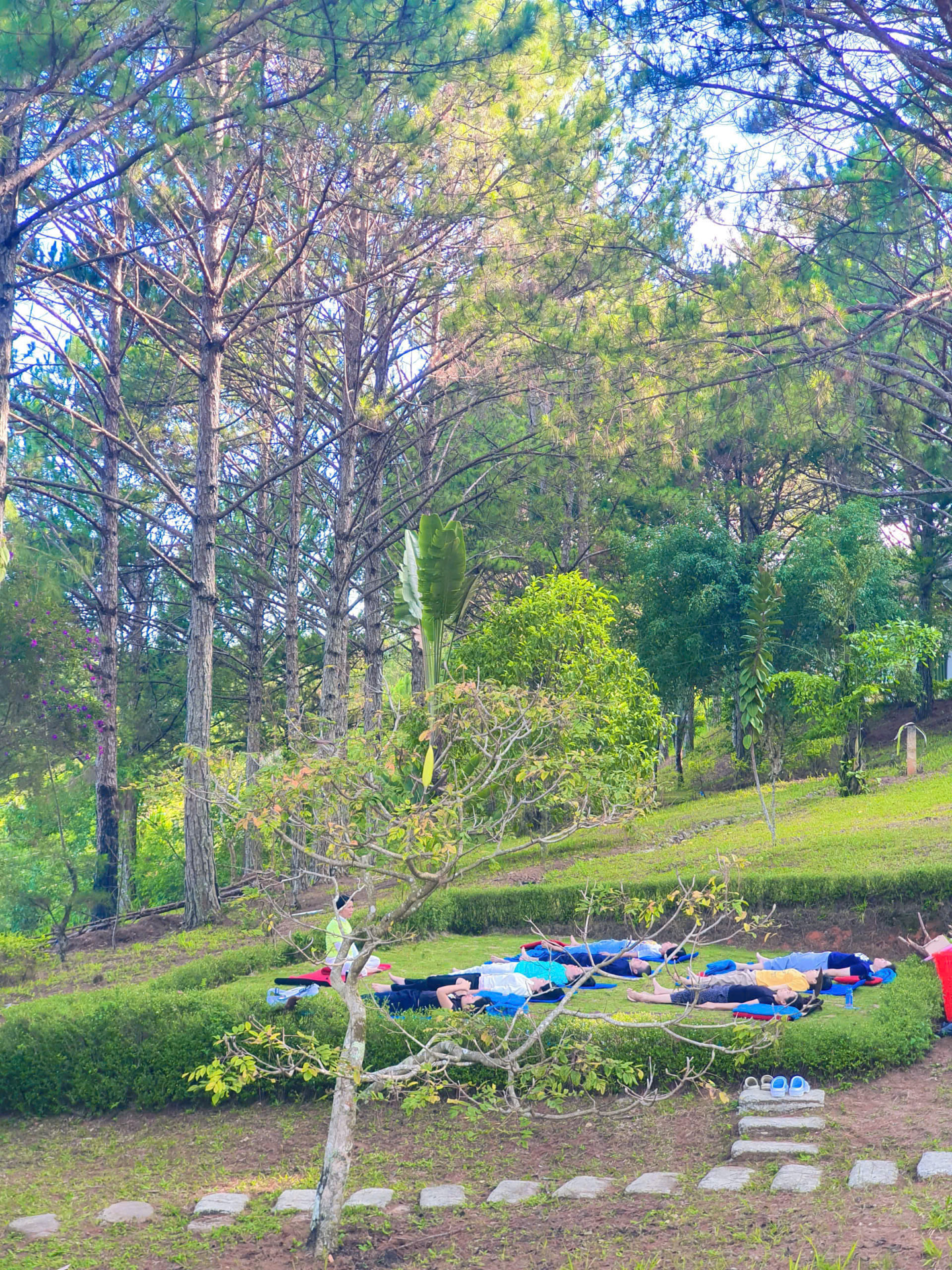 Lớp thư giãn savasana trên bãi cỏ dưới rừng thông